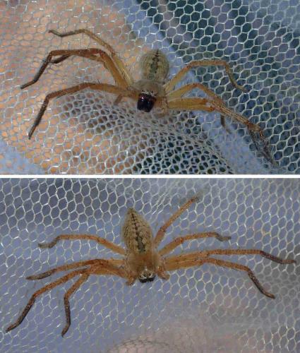 Olios sp.